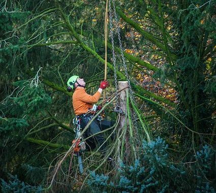 Man in a tree lowering branches with ropes