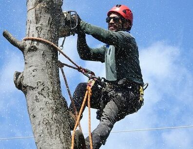 A man cutting a tree down from the top