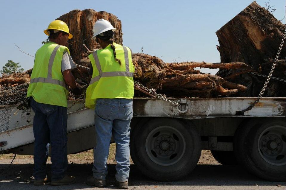 Workers removing a tree stump